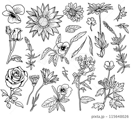 Design set of hand drawn plants, herbs and flowers isolated on white. Botanical summer concept. Vector line art illustration in sketch style Design set of hand drawn plants, herbs and flowers isolated on white. Botanical summer concept. Vector line art illustration in sketch style 115648026