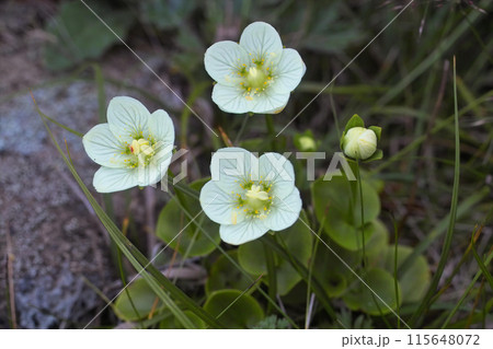 ウメバチソウ3 115648072