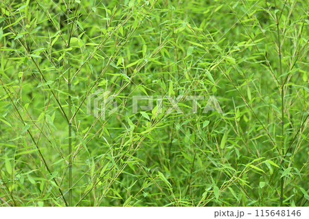 初夏の若竹【背景素材】 115648146