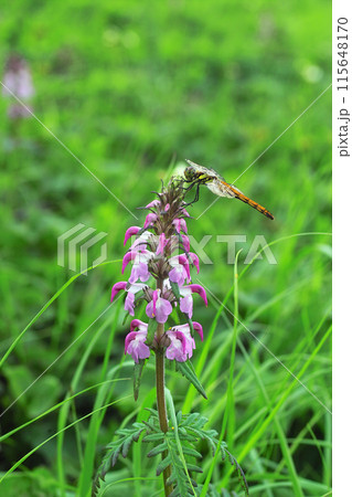 ヨツバシオガマ2 ヨツバシオガマ2 115648170