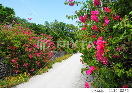 赤いブーゲンビリヤのある道 7月竹富島26ブーゲンビリヤの並木道・竹富島・沖縄八重山諸島 赤いブーゲンビリヤのある道 7月竹富島26ブーゲンビリヤの並木道・竹富島・沖縄八重山諸島 115648276