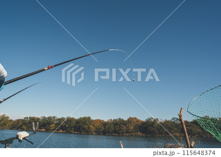 コイ釣り コイ釣り 115648374