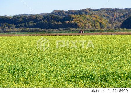 秋の十勝の紅葉風景 秋の十勝の紅葉風景 115648409