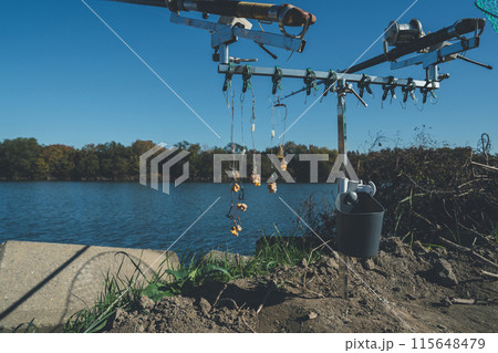 コイ釣り コイ釣り 115648479