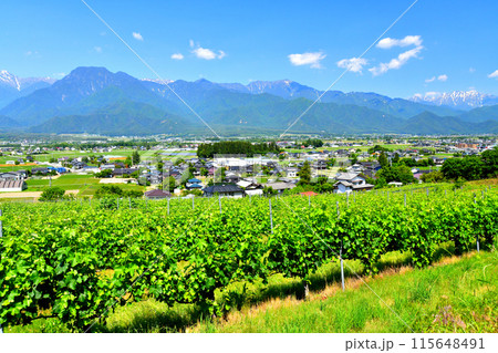 長野県池田町より有明山、針ノ木岳、蓮華岳方面を望む(長野県池田町)【2024.6】 長野県池田町より有明山、針ノ木岳、蓮華岳方面を望む(長野県池田町)【2024.6】 115648491