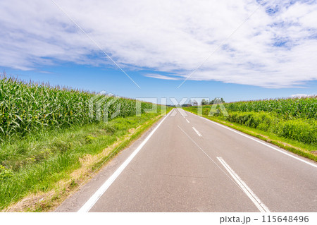 トウモロコシ畑　直線道路 115648496