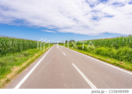 トウモロコシ畑　直線道路 115648499