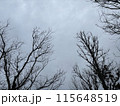 冬の空に伸びる木 115648519