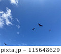 空を飛ぶ鳥 115648629