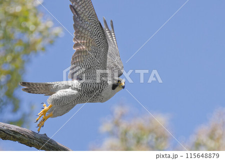 青空バックに飛び立つハヤブサ成鳥 青空バックに飛び立つハヤブサ成鳥 115648879