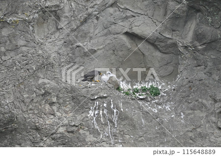 親ハヤブサからエサをもらうヒナたち 親ハヤブサからエサをもらうヒナたち 115648889