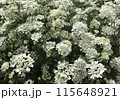 オルレアの白い花 115648921