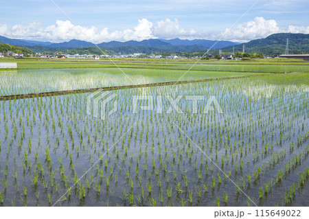 田植え後の田んぼのある風景 鳥取県 鳥取市 115649022