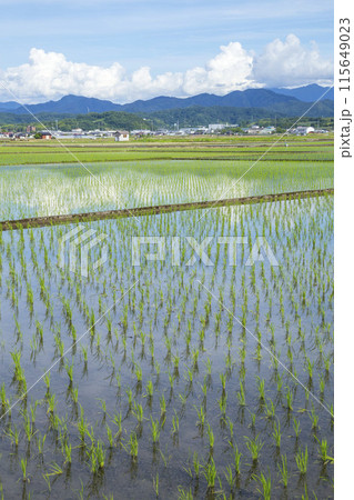 田植え後の田んぼのある風景 鳥取県 鳥取市 115649023