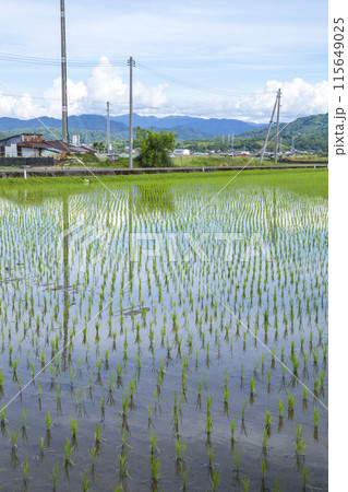 田植え後の田んぼのある風景 鳥取県 鳥取市 田植え後の田んぼのある風景 鳥取県 鳥取市 115649025