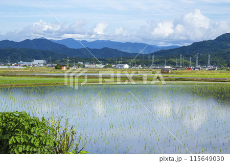 田植え後の田んぼのある風景 鳥取県 鳥取市 田植え後の田んぼのある風景 鳥取県 鳥取市 115649030