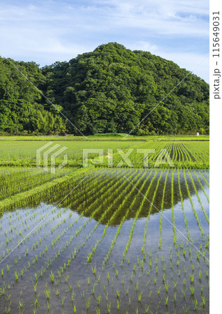 田植え後の田んぼのある風景 鳥取県 鳥取市 115649031