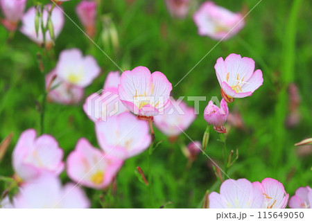 昼咲月見草(ヒルザキツキミソウ) 昼咲月見草(ヒルザキツキミソウ) 115649050