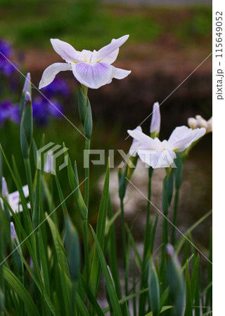 花菖蒲園に咲く紫色の花菖蒲【初夏】 花菖蒲園に咲く紫色の花菖蒲【初夏】 115649052