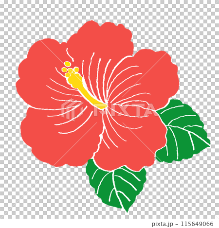 芙蓉花的簡單圖解 芙蓉花的簡單圖解 115649066