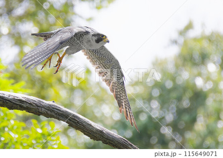 飛び立つハヤブサ成鳥 飛び立つハヤブサ成鳥 115649071