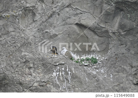 ヒナに餌をやり飛び立つ準備のハヤブサ ヒナに餌をやり飛び立つ準備のハヤブサ 115649088