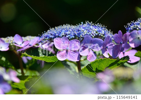 アジサイ 115649141
