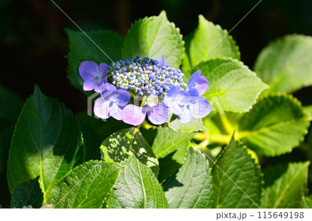 アジサイ 115649198