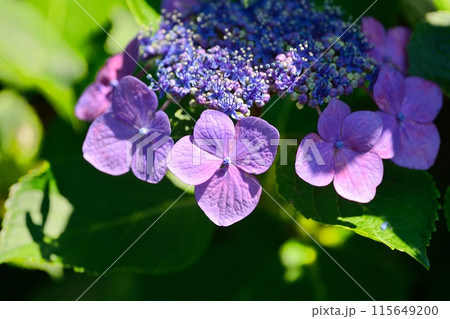 アジサイ アジサイ 115649200
