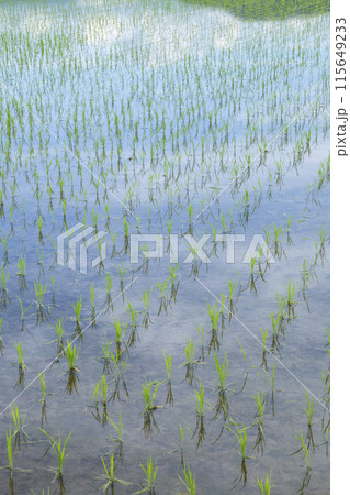 田植え後の田んぼのある風景 鳥取県 鳥取市 田植え後の田んぼのある風景 鳥取県 鳥取市 115649233