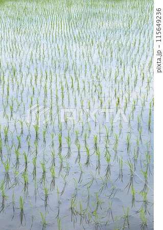 田植え後の田んぼのある風景 鳥取県 鳥取市 115649236