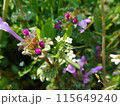 紫色の小さな花 115649240