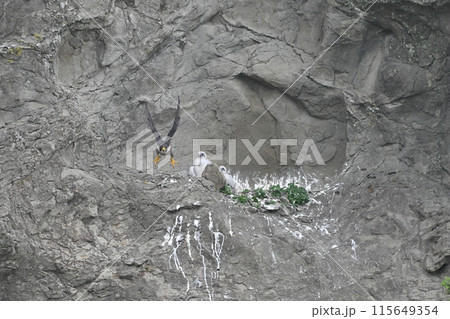 飛び立つハヤブサと、巣に残されたヒナたち 飛び立つハヤブサと、巣に残されたヒナたち 115649354