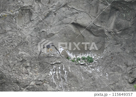 飛び立つハヤブサと、巣に残されたヒナたち 115649357