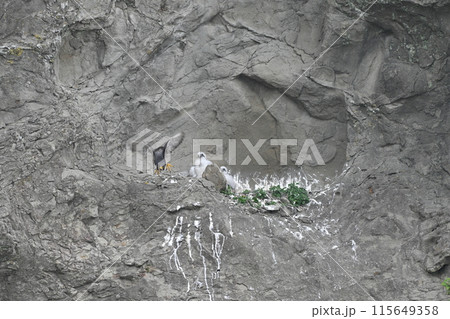 飛び立つハヤブサと、巣に残されたヒナたち 115649358