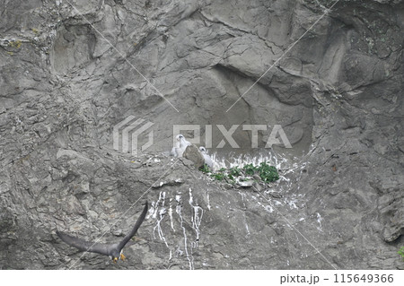 飛び立つハヤブサと、巣に残されたヒナたち 115649366