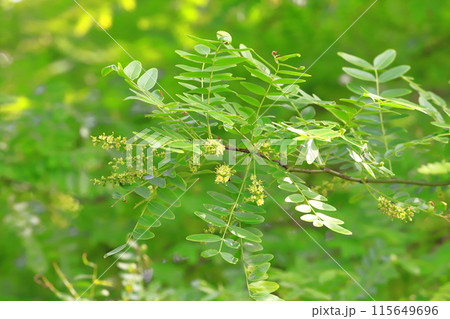 サイカチの新緑と花 サイカチの新緑と花 115649696
