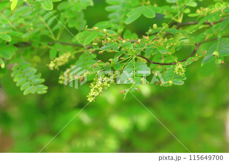 サイカチの新緑と花 115649700