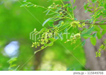 サイカチの新緑と花 115649708