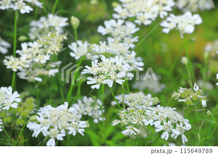 オルラヤ（or オルレア）の花 115649789