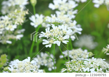 オルラヤ(or オルレア)の花 オルラヤ(or オルレア)の花 115649793
