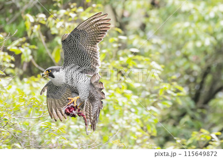獲物を巣に運ぶハヤブサ親鳥 獲物を巣に運ぶハヤブサ親鳥 115649872
