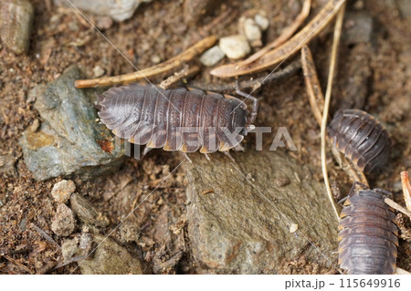 Closeup on a grey colored Ratzeburg's Woodlouse, Trachelipus ratzeburgii, sitting on the forest floor 115649916