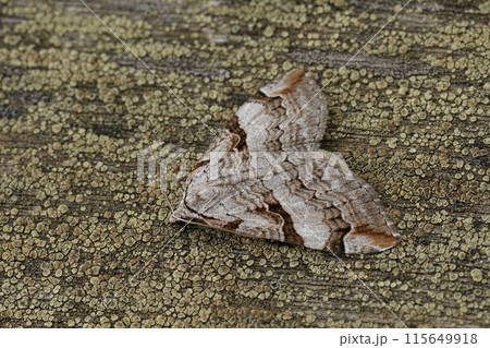 Detailed closeup on the Purple treble-bar owlet moth, Aplocera praeformata, sitting on wood Detailed closeup on the Purple treble-bar owlet moth, Aplocera praeformata, sitting on wood 115649918