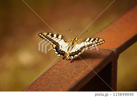 Closeup on a colorful European Swallowtail Butterfly, Papilio machaon, with spread wings Closeup on a colorful European Swallowtail Butterfly, Papilio machaon, with spread wings 115649930
