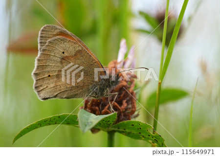 Low angle closeup on a European Meadow Brown butterfly, Maniola jurtina with closed wings in a grassland Low angle closeup on a European Meadow Brown butterfly, Maniola jurtina with closed wings in a grassland 115649971