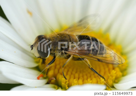 Colorful closeup on a European drone fly, Eristalis arbustorum in a white Ox-Eye Daisy flower, Leucanthemum vulgare Colorful closeup on a European drone fly, Eristalis arbustorum in a white Ox-Eye Daisy flower, Leucanthemum vulgare 115649973