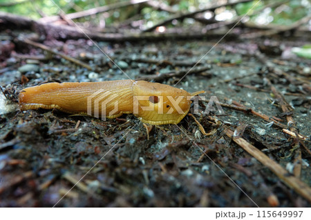 Closeup on a yellow large North-American California banana slug, Ariolimax californicus on the ground 115649997