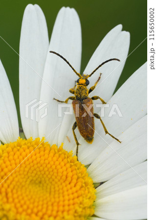 Vertical closeup on a European fairy-ring longhorn beetle, Pseudovadonia livida, on a white Leucanthemum vulgare 115650002