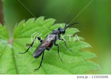 Closeup on the EUropean Red-belted Macrophya annulata sawfly, sitting on a green leaf Closeup on the EUropean Red-belted Macrophya annulata sawfly, sitting on a green leaf 115650006